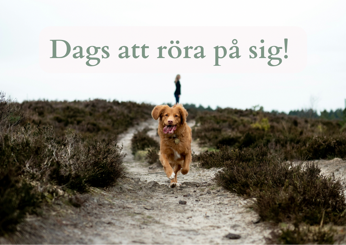 Dags att röra på sig!