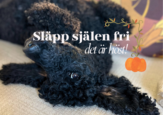 Släpp själarna loss, det är höst!