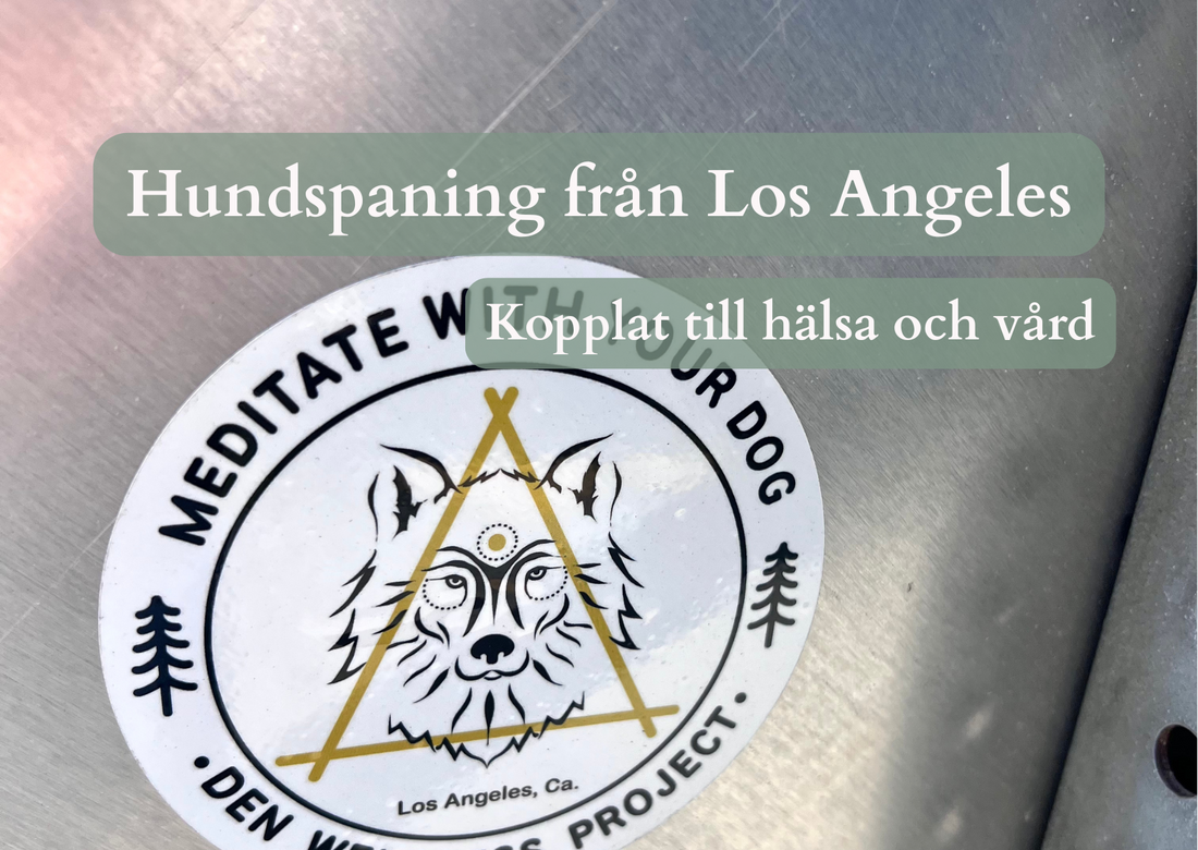 Hundspaning från Los Angeles - kopplat till hälsa och vård