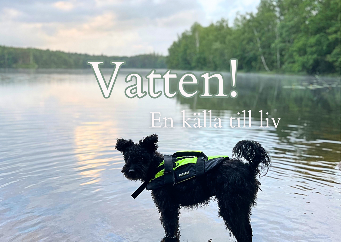 Vatten - en källa till liv!
