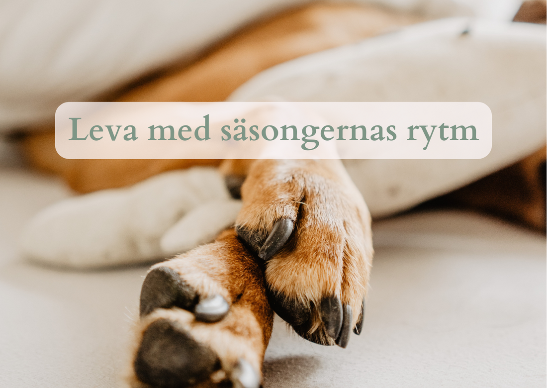 Leva med säsongernas rytm